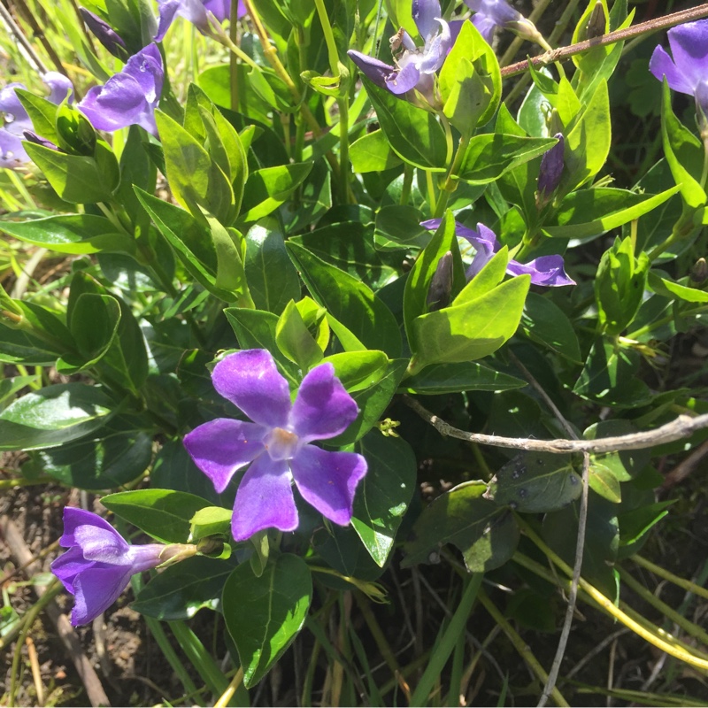 Lesser Periwinkle 'Illumination'