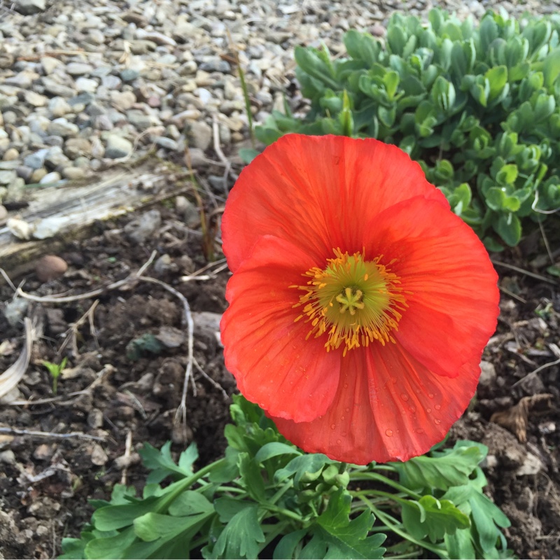 Icelandic Poppy 'Champagne Bubbles Pink'