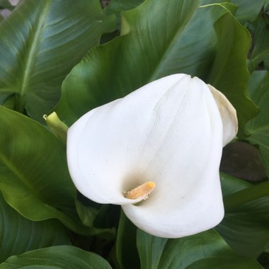 Zantedeschia 'White Giant'