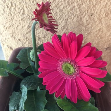 Gerbera