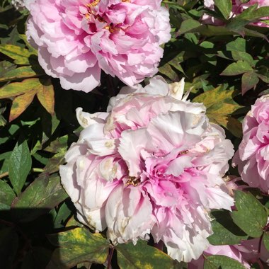 Paeonia x festiva 'Rosea Plena' syn. Paeonia officinalis 'Rosea Plena', Paeonia 'Old Double Rose'