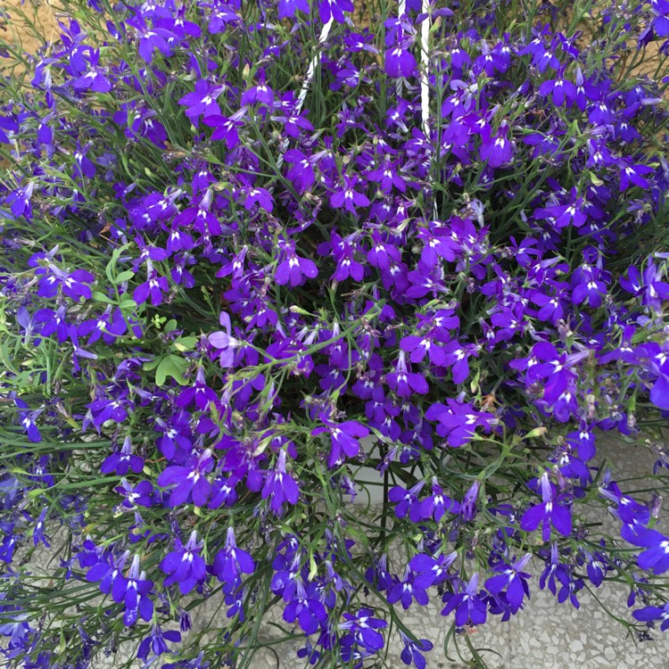 Plant image Lobelia Erinus