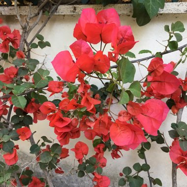 Bougainvillea