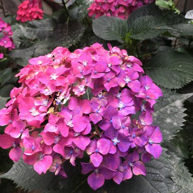 Hydrangea macrophylla 'Bailmer' (Endless Summer Series) syn. Hydrangea macrophylla 'Endless Summer', Hydrangea macrophylla 'The Original'