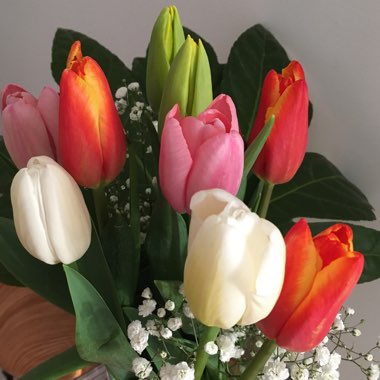 Tulipa 'Purissima' syn. Tulipa 'White Emperor'