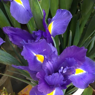 Iris x hollandica 'Blue Magic'