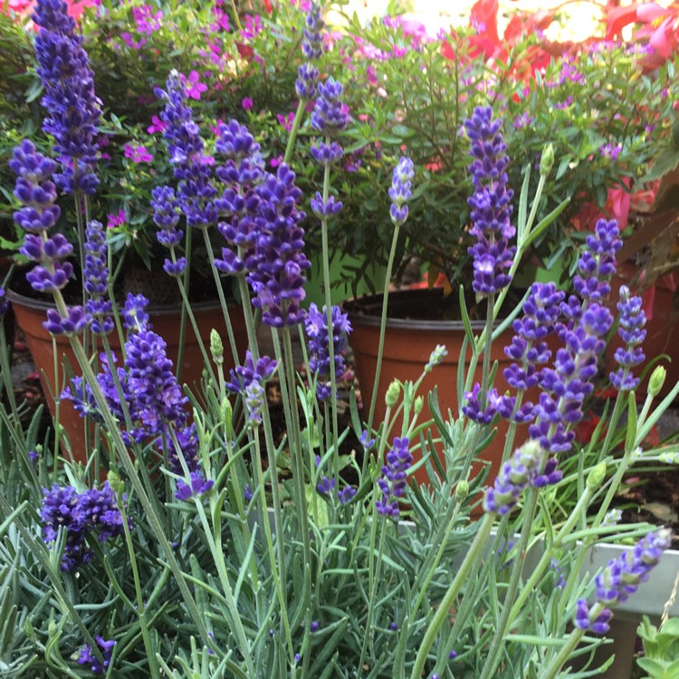 Lavandula stoechas, Lavender (Species) Lavender stoechas - uploaded by ...