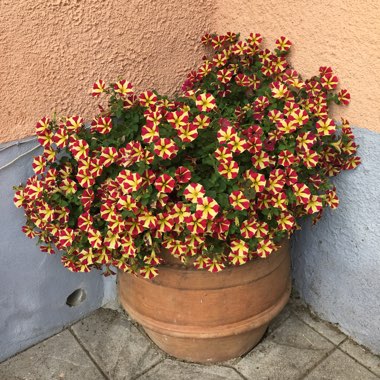 Petunia x atkinsiana syn. Petunia x hybrida