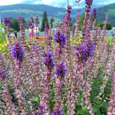 Salvia nemorosa 'Caradonna'