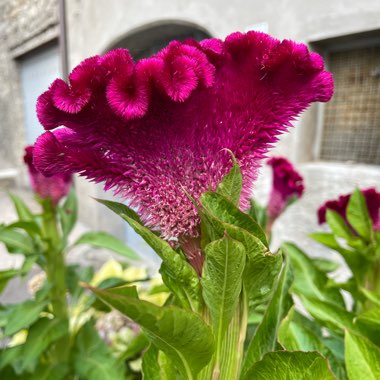 Celosia