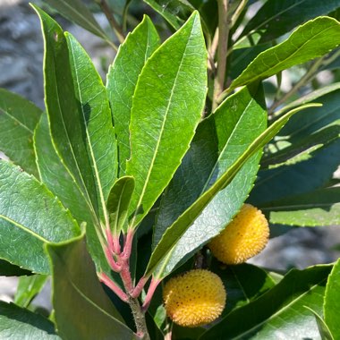 Arbutus unedo