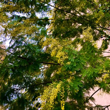 Acacia dealbata 'Gaulois Astier'