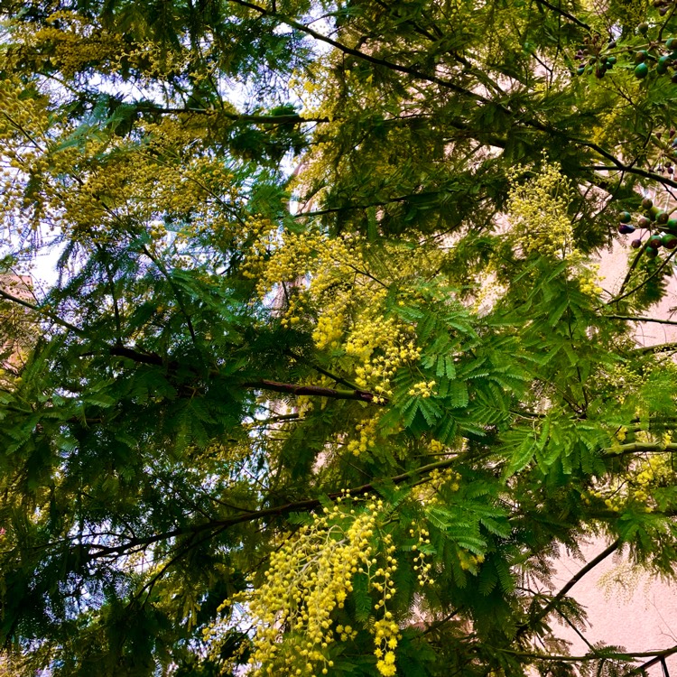 Plant image Acacia dealbata 'Gaulois Astier'