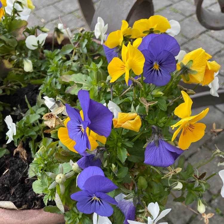 Plant image Viola x wittrockiana 'Skyline Copperfield' syn. Viola 'Copperfield'