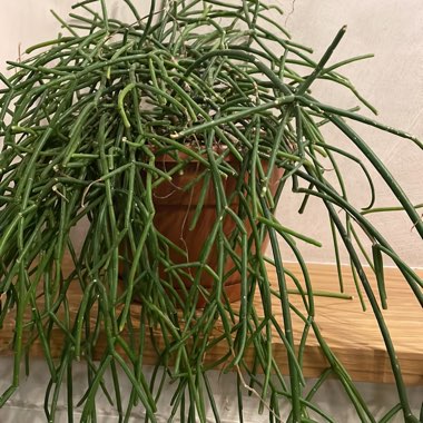 Rhipsalis baccifera subsp. mauritiana