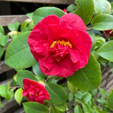 Camellia