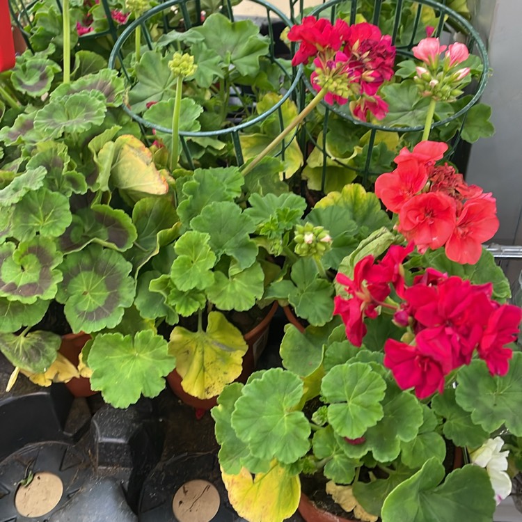 Plant image Geranium maculatum