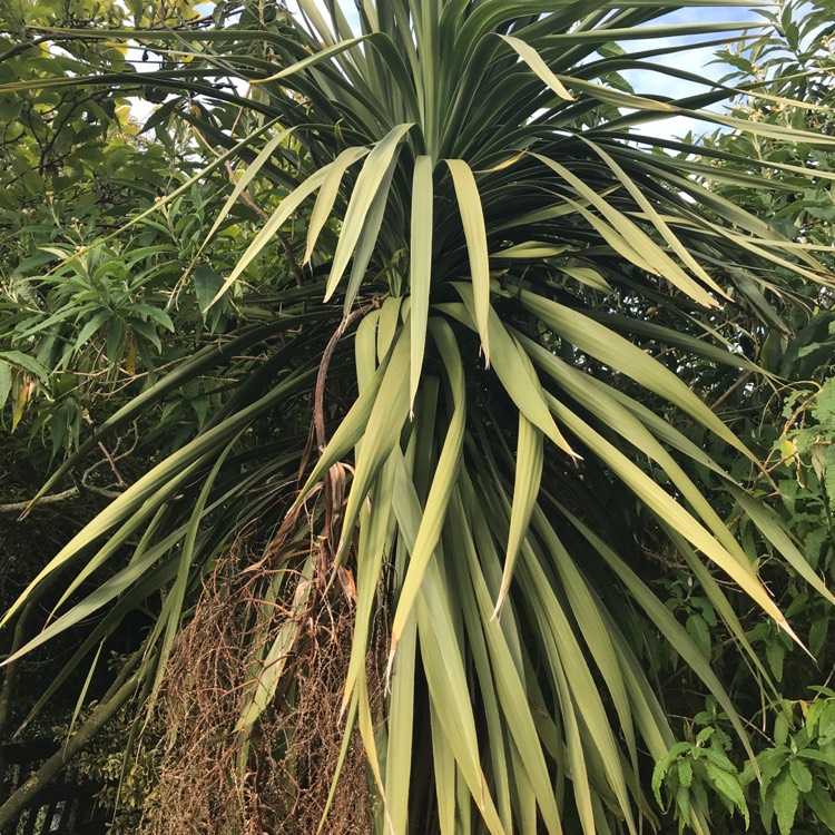 Plant image Yucca gloriosa