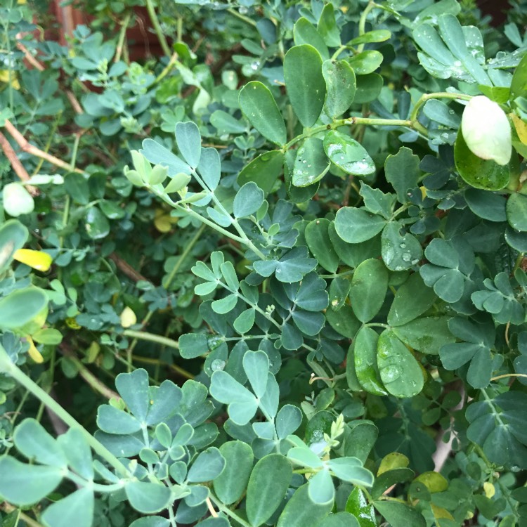 Plant image Coronilla valentina subsp. glauca  syn. Coronilla glauca