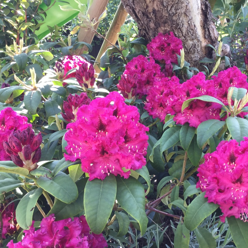 Rhododendron