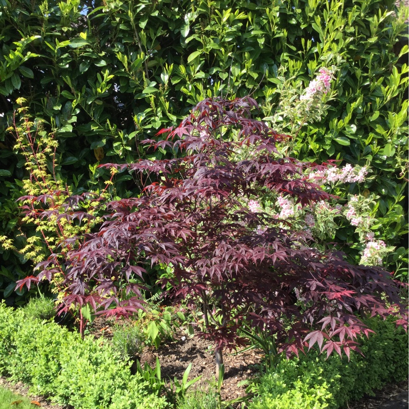 Japanese Maple