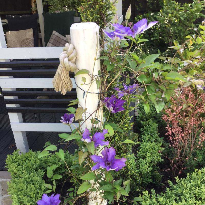 Clematis 'Jackmanii Superba'