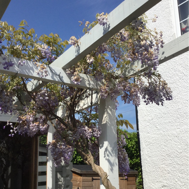 Japanese Wisteria