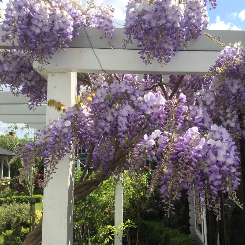 Japanese Wisteria