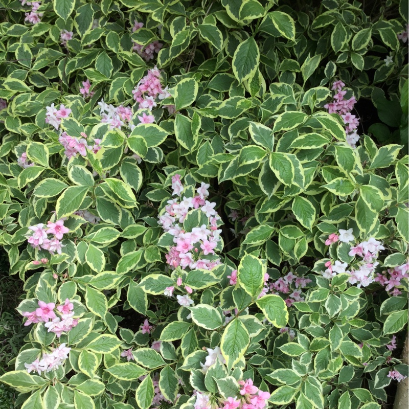 Weigela 'Florida Variegata'