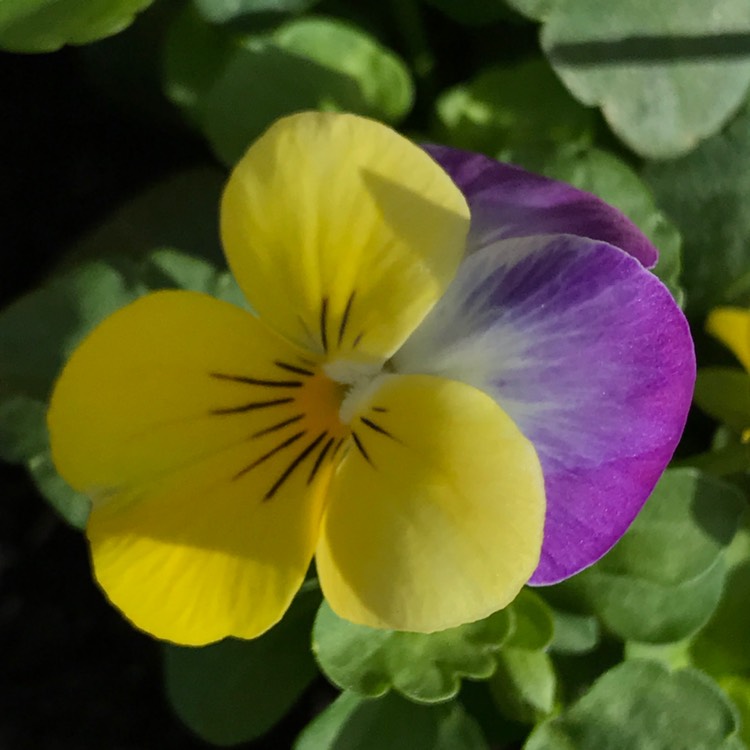 Plant image Viola Cornuta 'Halo Lemon Frost'