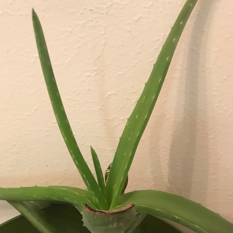 Plant image Aloe Striatula