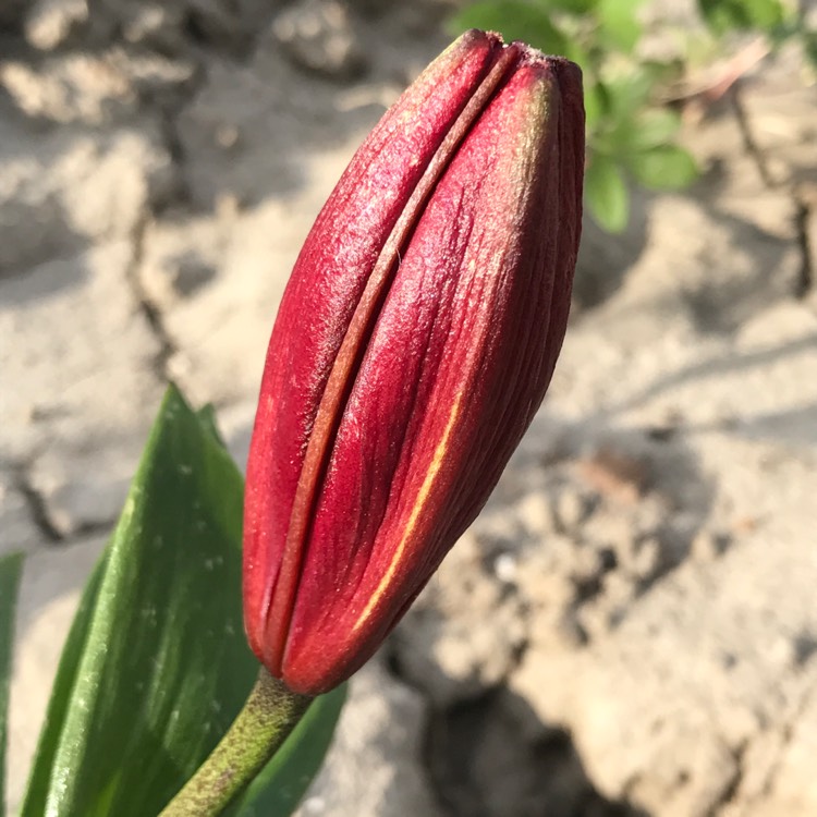 Plant image Lilium 'Commander in Chief'