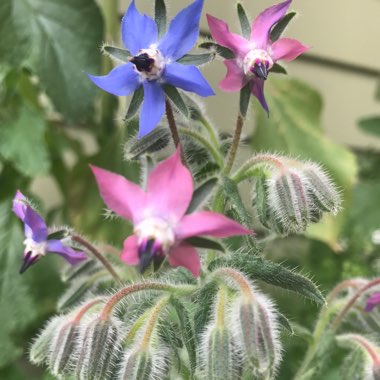 Common borage