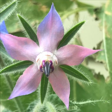 Common borage