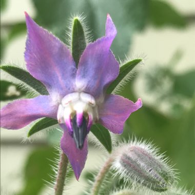 Common borage