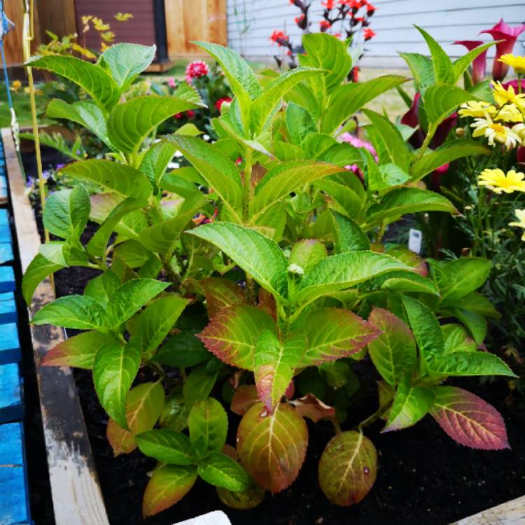 Plant image Hydrangea macrophylla 'Love'