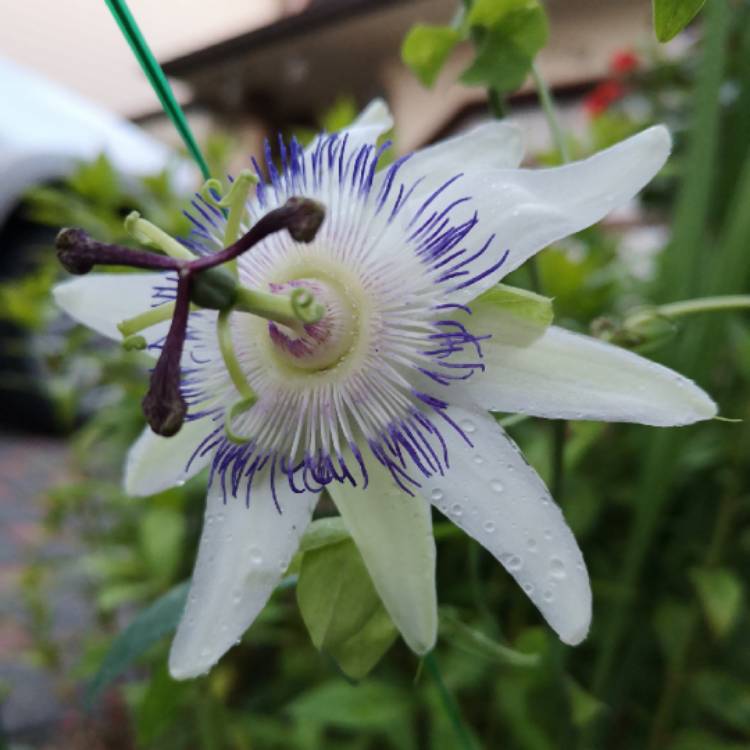 Plant image Passiflora picturata