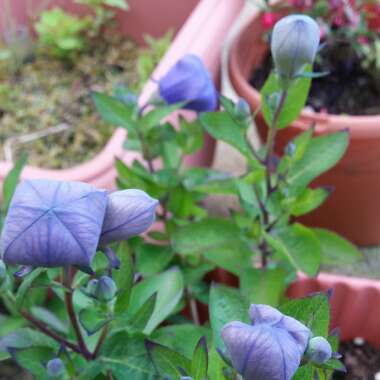 Balloon Flower 'Sentimental Blue'