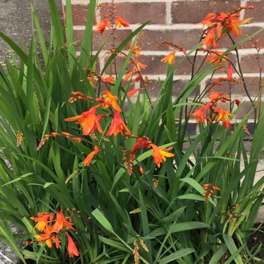 Montbretia