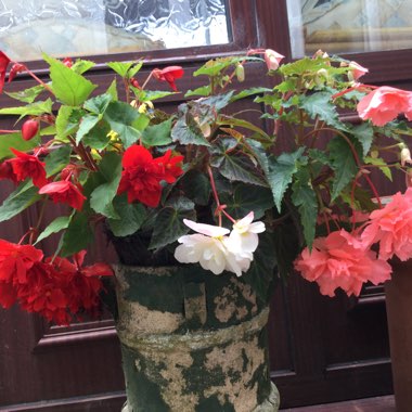 Trailing begonia 'Fragrant Falls Lemon'