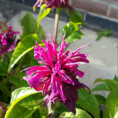 Bergamot 'Mahogany'