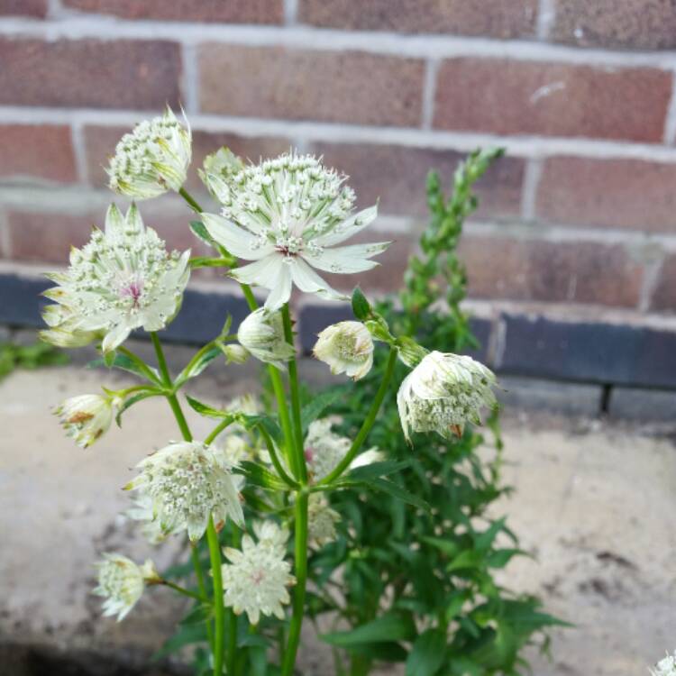 plant image 510456