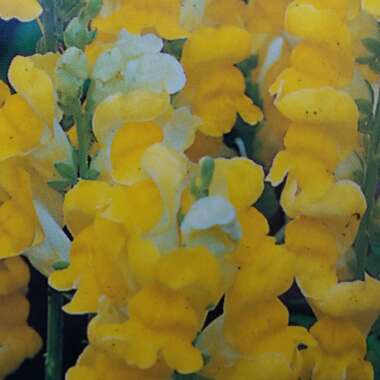 Snapdragon