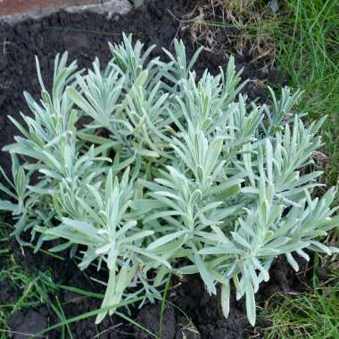 Lavender (Species) English Lavender