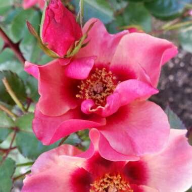 Rose 'For Your Eyes Only' (Shrub)