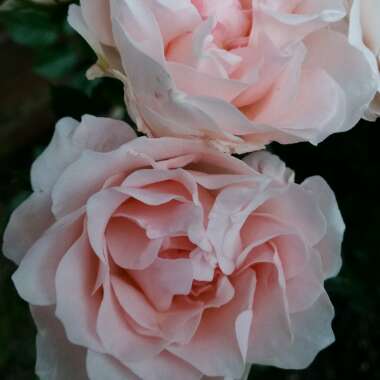 Rose 'Lovely Bride'