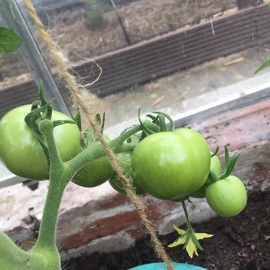 Solanum lycopersicum 'Gardener's Delight' syn. Solanum lycopersicum 'Gardeners Delight'