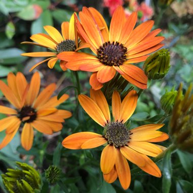 Osteospermum