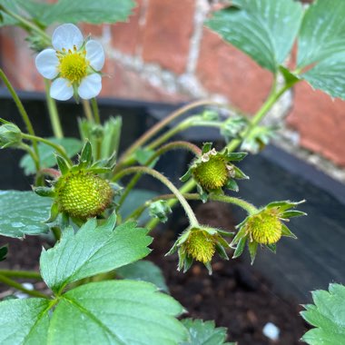 Fragaria x ananassa 'Royal Sovereign'