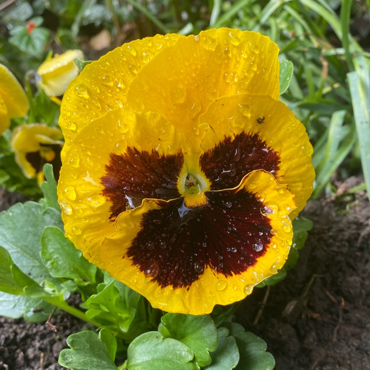 Plant image Viola x wittrockiana 'Yellow Blotch'